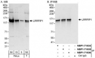 NBP1-71836 - LRRFIP1