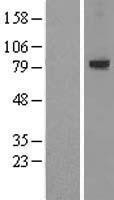 NBL1-12711 - LRRN1 Lysate