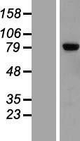 NBL1-12712 - LRRN2 Lysate