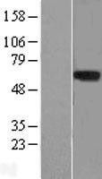 NBL1-12714 - LRRTM1 Lysate