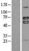 NBL1-12716 - LRRTM4 Lysate