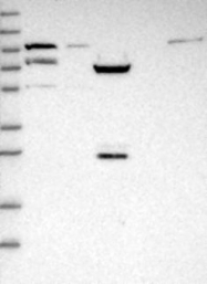 NBP1-82016 - LRSAM1