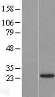 NBL1-12723 - LSM12 Lysate