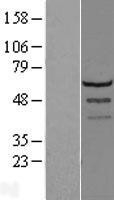 NBL1-12724 - LSM14A Lysate