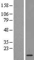 NBL1-12725 - LSM2 Lysate
