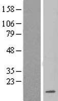 NBL1-12726 - LSM3 Lysate