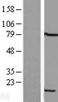 NBL1-12729 - LSM6 Lysate