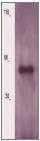 NBP1-74048 - LSP1 / WP34