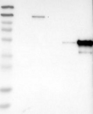 NBP1-86852 - LSP1 / WP34