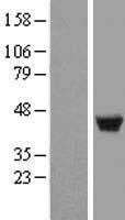 NBL1-12732 - LSP1 Lysate