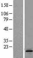 NBL1-12741 - LTC4S Lysate