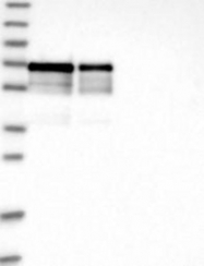 NBP1-86734 - LTV1