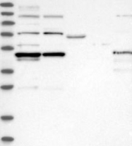 NBP1-86827 - LYAR