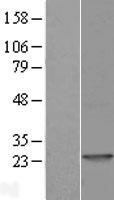 NBL1-12753 - LYG1 Lysate