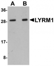 NBP1-77136 - LYRM1