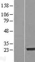 NBL1-12768 - LYSMD1 Lysate