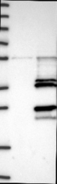 NBP1-83511 - LYSMD4