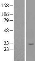NBL1-12769 - LYSMD4 Lysate