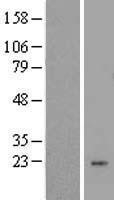 NBL1-12772 - LYZL1 Lysate