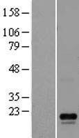 NBL1-12774 - LYZL6 Lysate