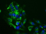 NB300-144 - Laminin