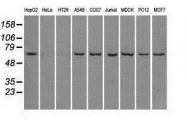 NBP1-47829 - LTA4H