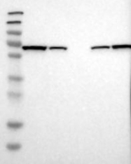 NBP1-90368 - LTA4H