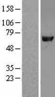 NBL1-12736 - Leukotriene A4 hydrolase Lysate