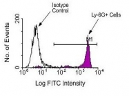 NBP1-28168 - Ly6G / GR1 Neutrophil Marker