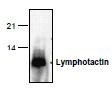 NBP1-45689 - XCL1 / Lymphotactin