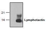 NBP1-45690 - XCL1 / Lymphotactin