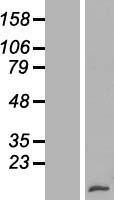 NBL1-17901 - Lymphotactin Lysate