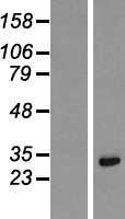 NBL1-12377 - Lysine-rich coiled-coil 1 Lysate