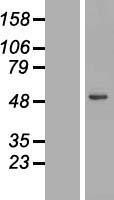 NBL1-12546 - Lysosomal acid lipase Lysate