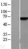 NBL1-12123 - Lysyl tRNA synthetase Lysate