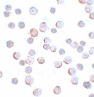 NBP1-77139 - MAEL