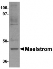 NBP1-77139 - MAEL