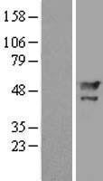 NBL1-12792 - MAEL Lysate