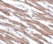 NBP1-77056 - NAA35 / MAK10