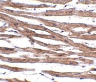 NBP1-77057 - NAA35 / MAK10