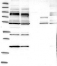 NBP1-90032 - NAA35 / MAK10
