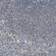 NBP1-91637 - MARCH1 / RNF171