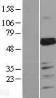 NBL1-12902 - MARVELD2 Lysate