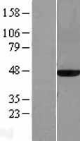 NBL1-12910 - MAT2A Lysate