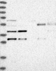NBP1-86761 - C6orf150