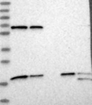 NBP1-83431 - MDP1