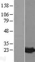NBL1-12972 - MDP1 Lysate