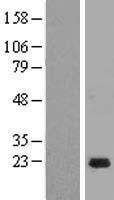 NBL1-12990 - MED28 Lysate