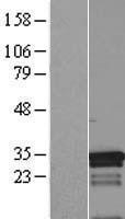 NBL1-12994 - MED7 Lysate