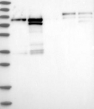 NBP1-87914 - ENAH / MENA
